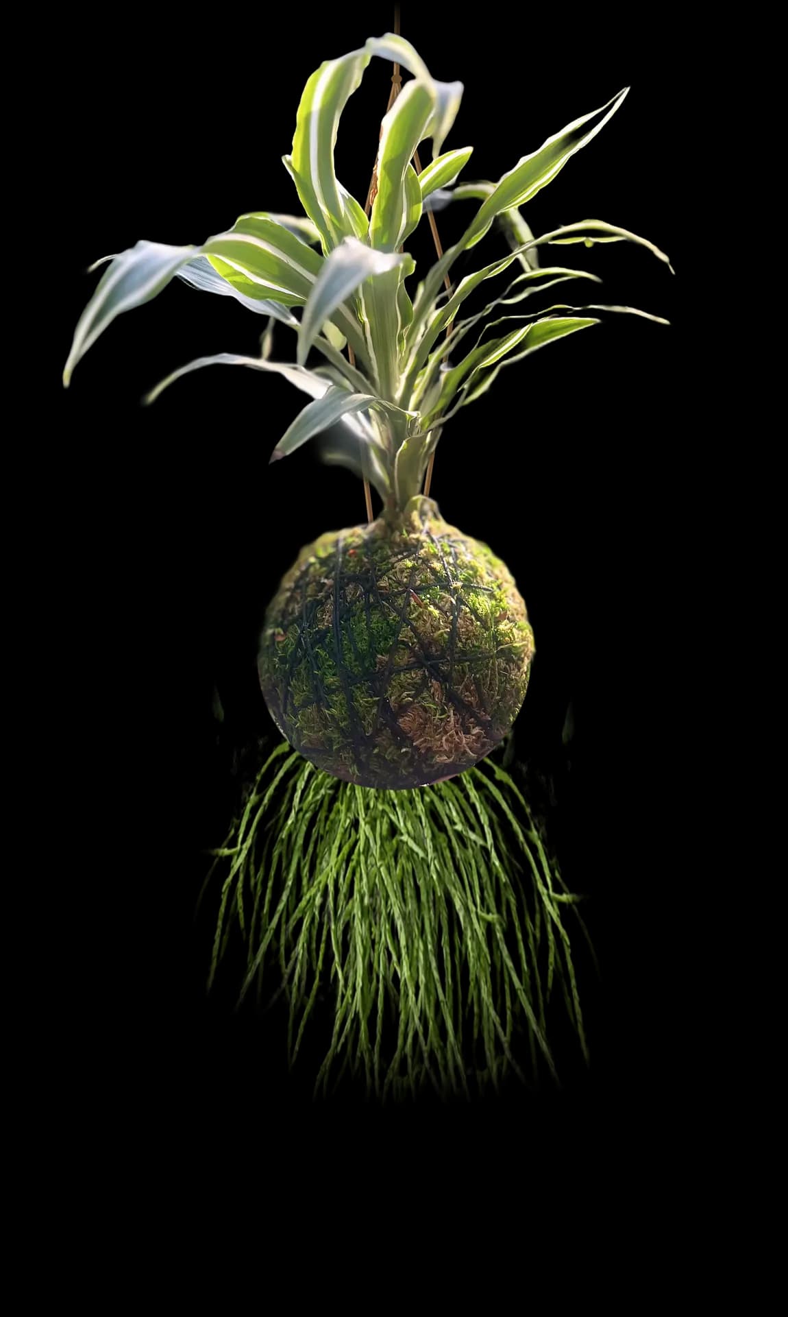 A dracaena kokedama hanging on twine, rhipsalis trailing beneath the moss ball
