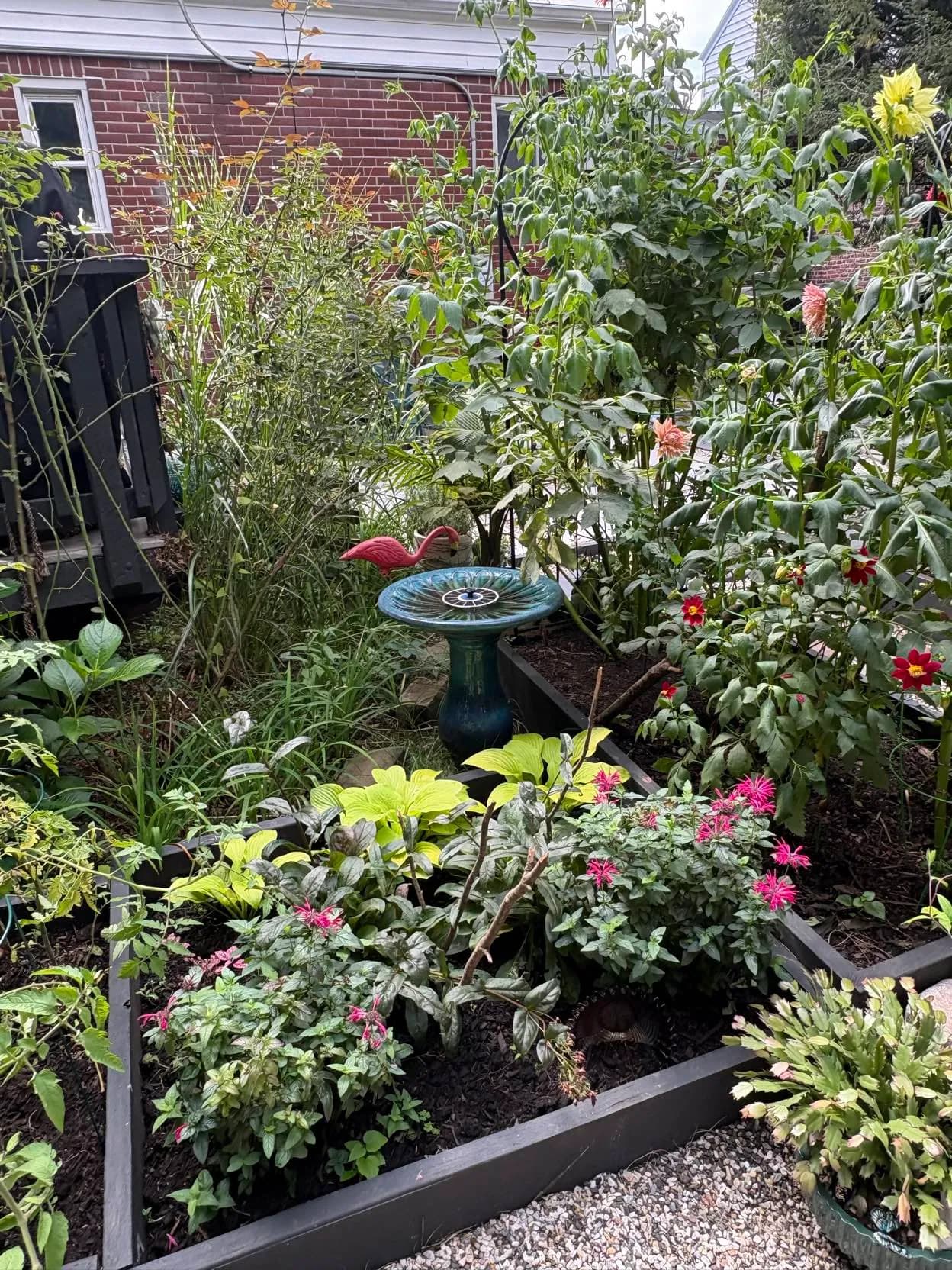 Zinnias and hostas around a birdbath