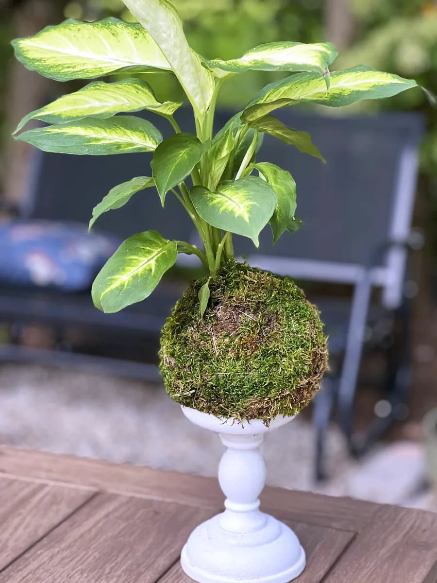 A dieffenbachia kokedama on a white pedestal