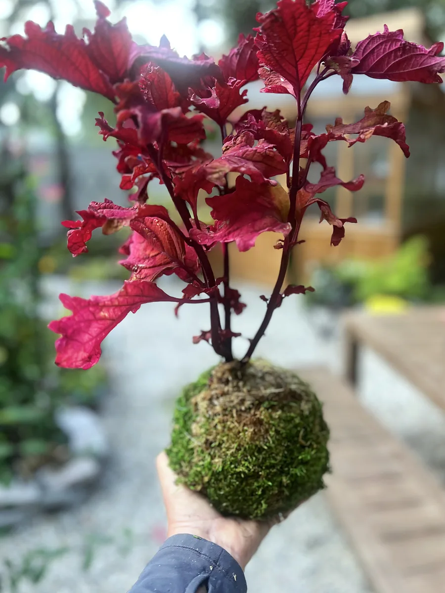 A red coleus kokedama held up in the garden