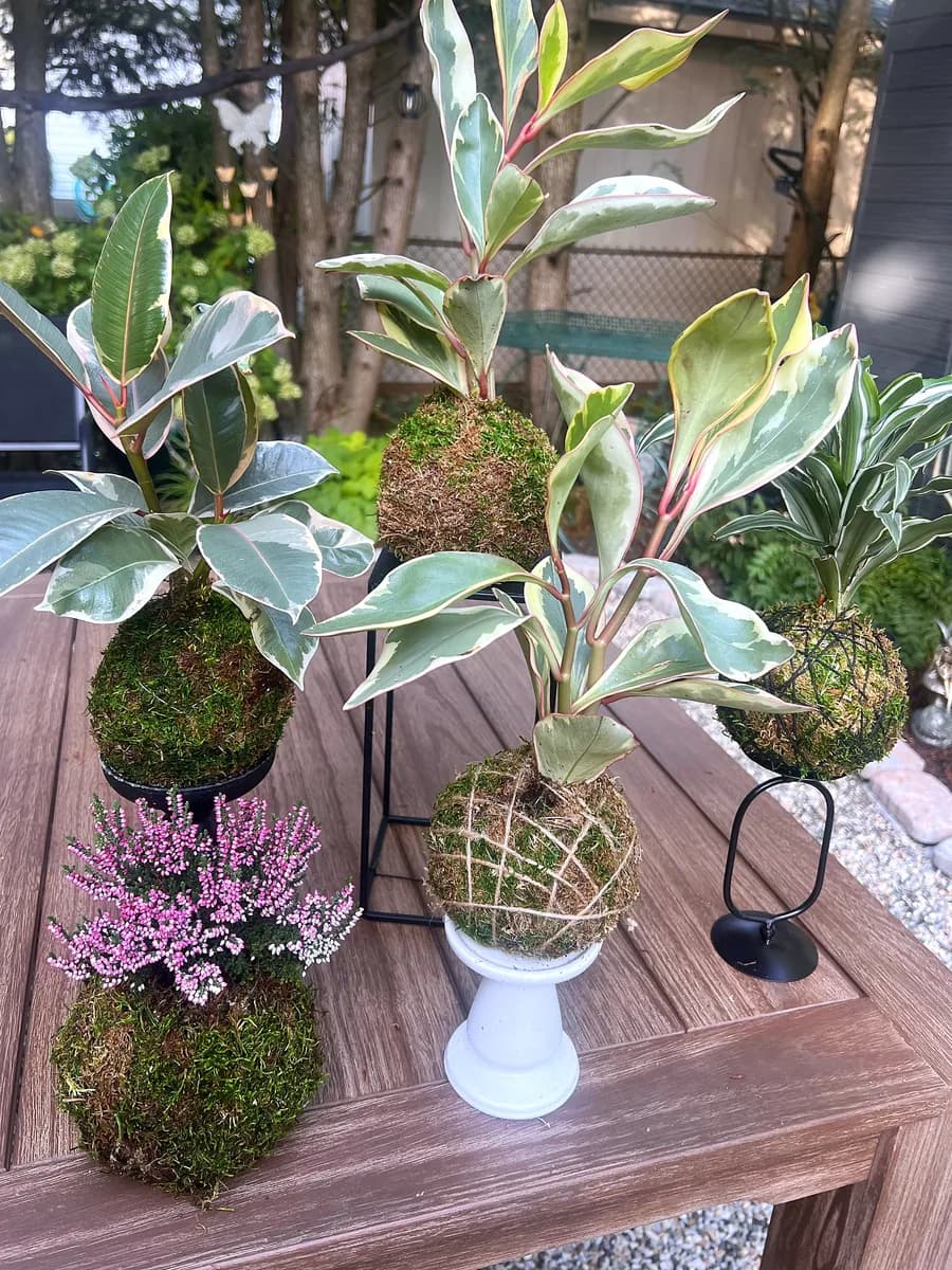 A group of five kokedama on the garden table