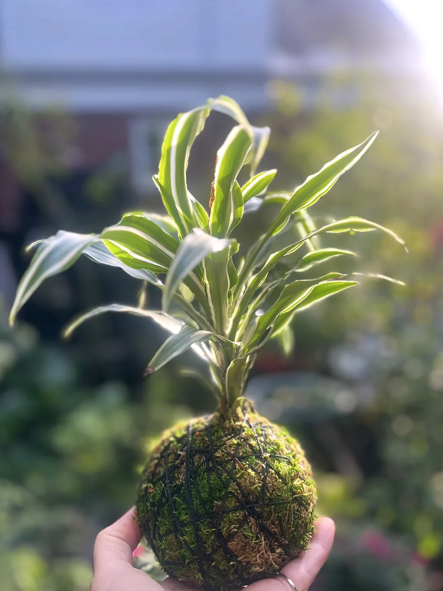 A dracaena kokedama held in the palm of a hand