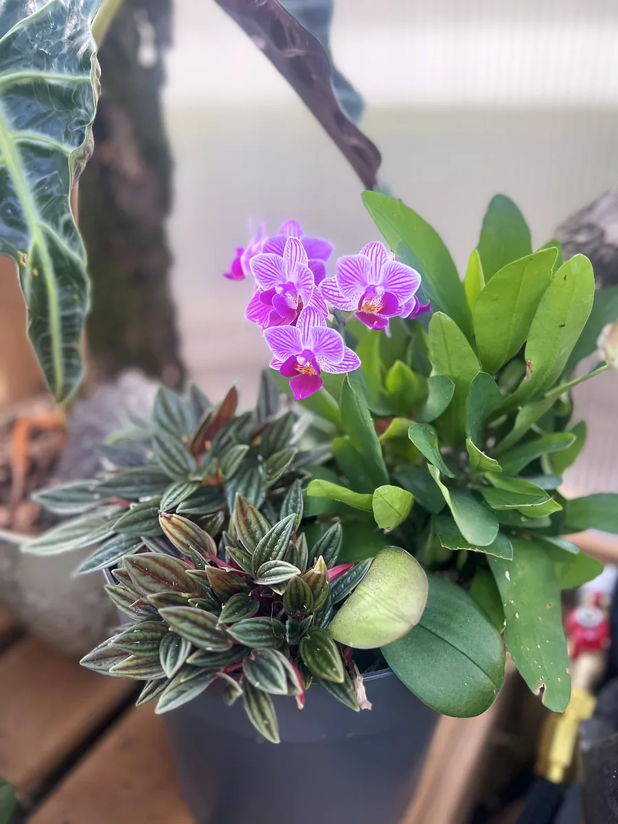 An orchid, peperomia and alocasia arrangement