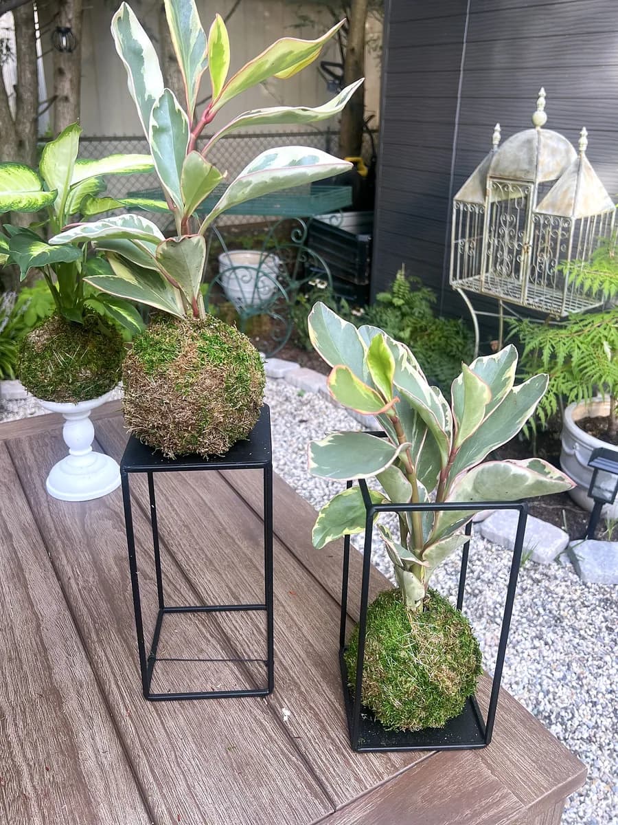 Three kokedama on black metal stands and a white pedestal