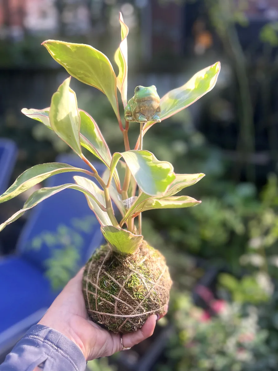 A variegated kokedama bound in string, held in one hand