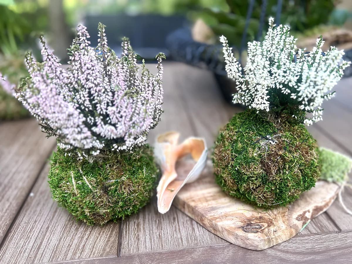 Two heather kokedama wrapped in fresh moss on an olive-wood board