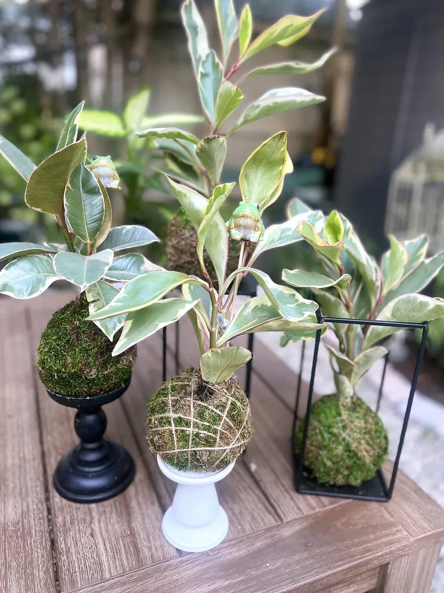 Three variegated kokedama on pedestals and a black stand