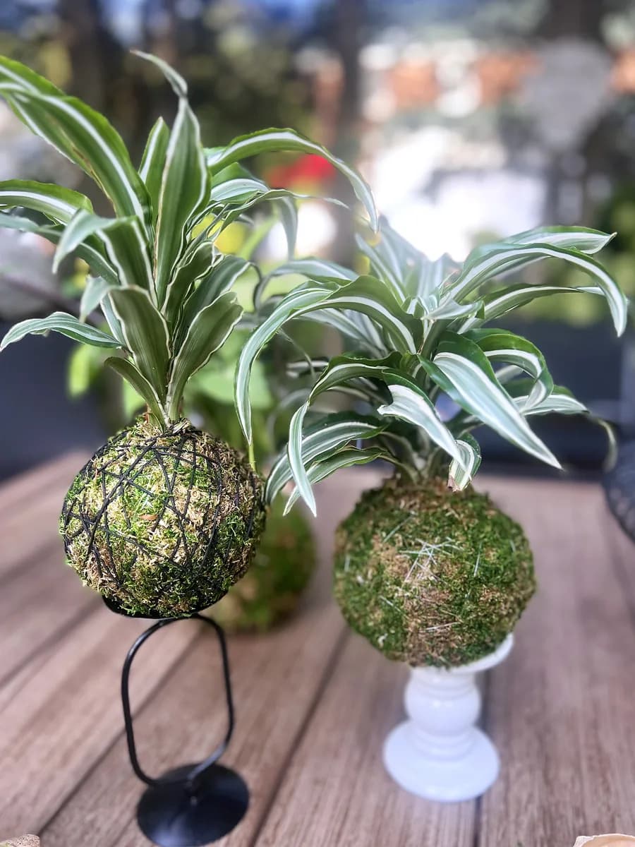 Two dracaena kokedama on a black stand and a white pedestal